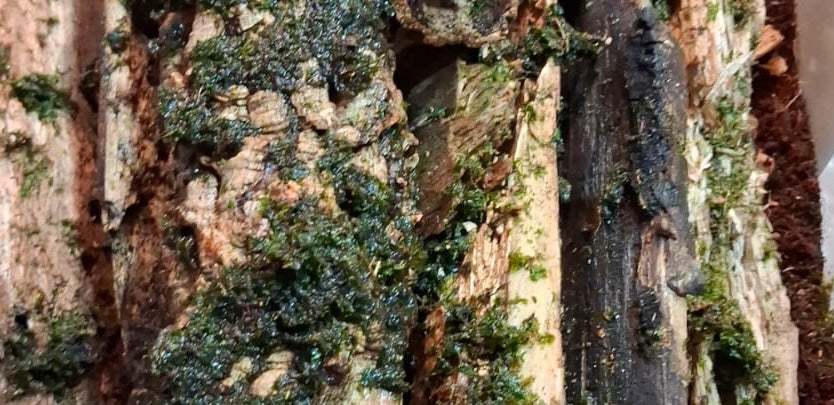 Mossy Sticks