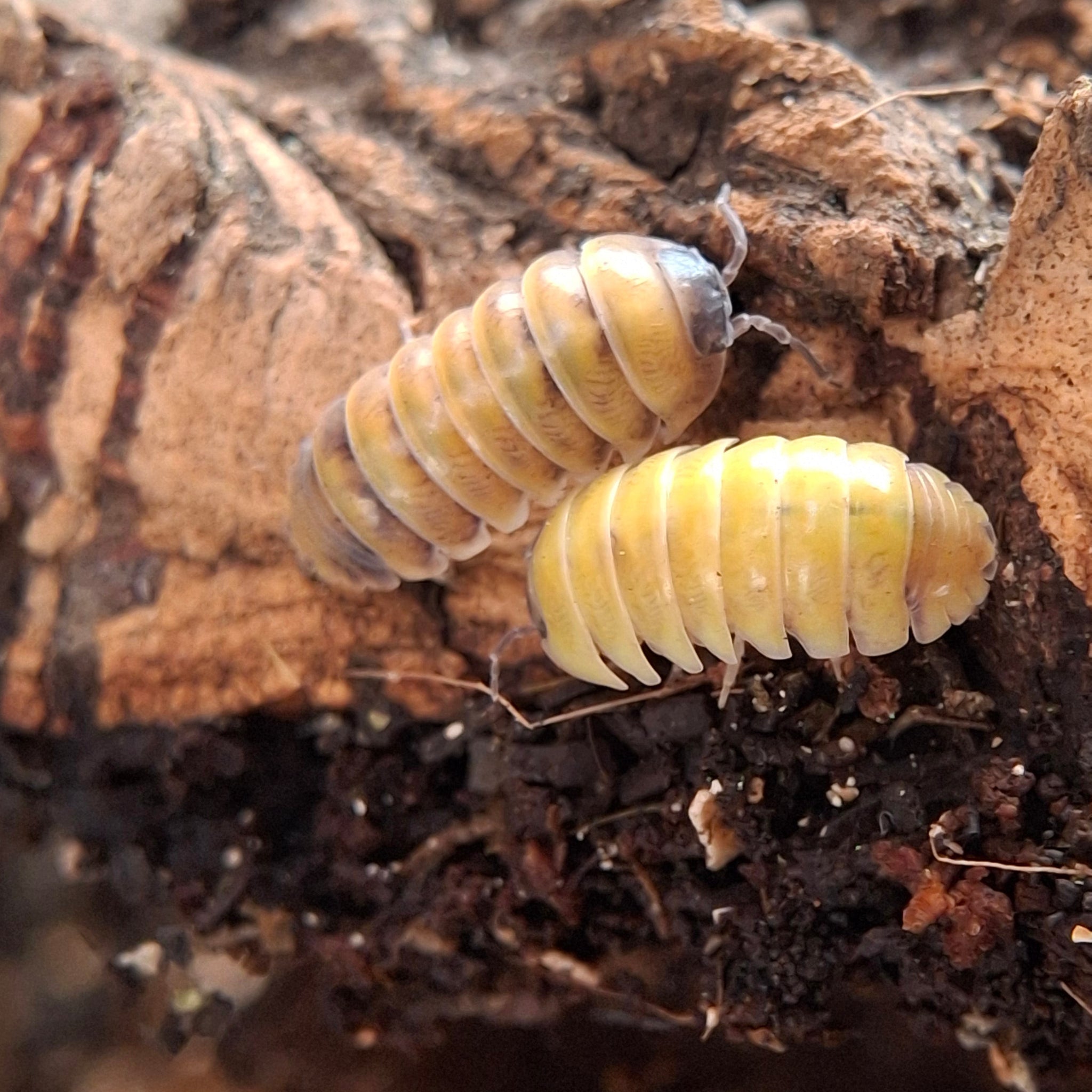 Armadillidium Badium 'High Yellow' Isopod