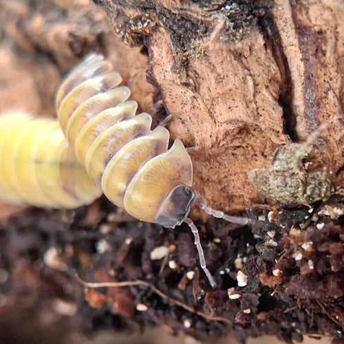 Armadillidium Badium 'High Yellow' Isopod