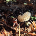 Cristarmadillidium Muricatum 'Pineapple Spiky' Isopod