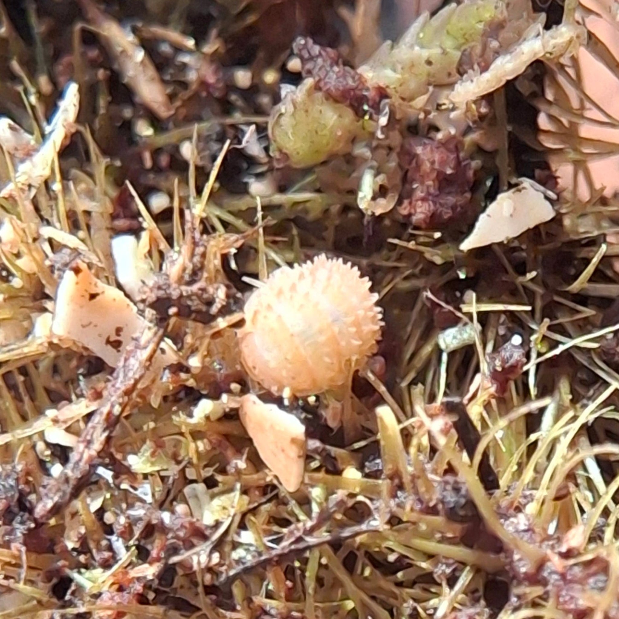 Cristarmadillidium Muricatum 'Pineapple Spiky' Isopod