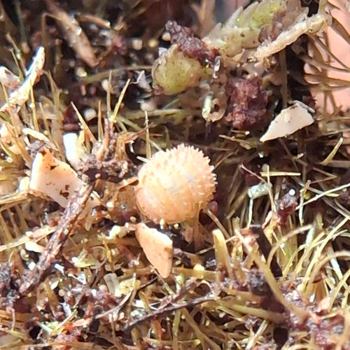 Cristarmadillidium Muricatum 'Pineapple Spiky' Isopod