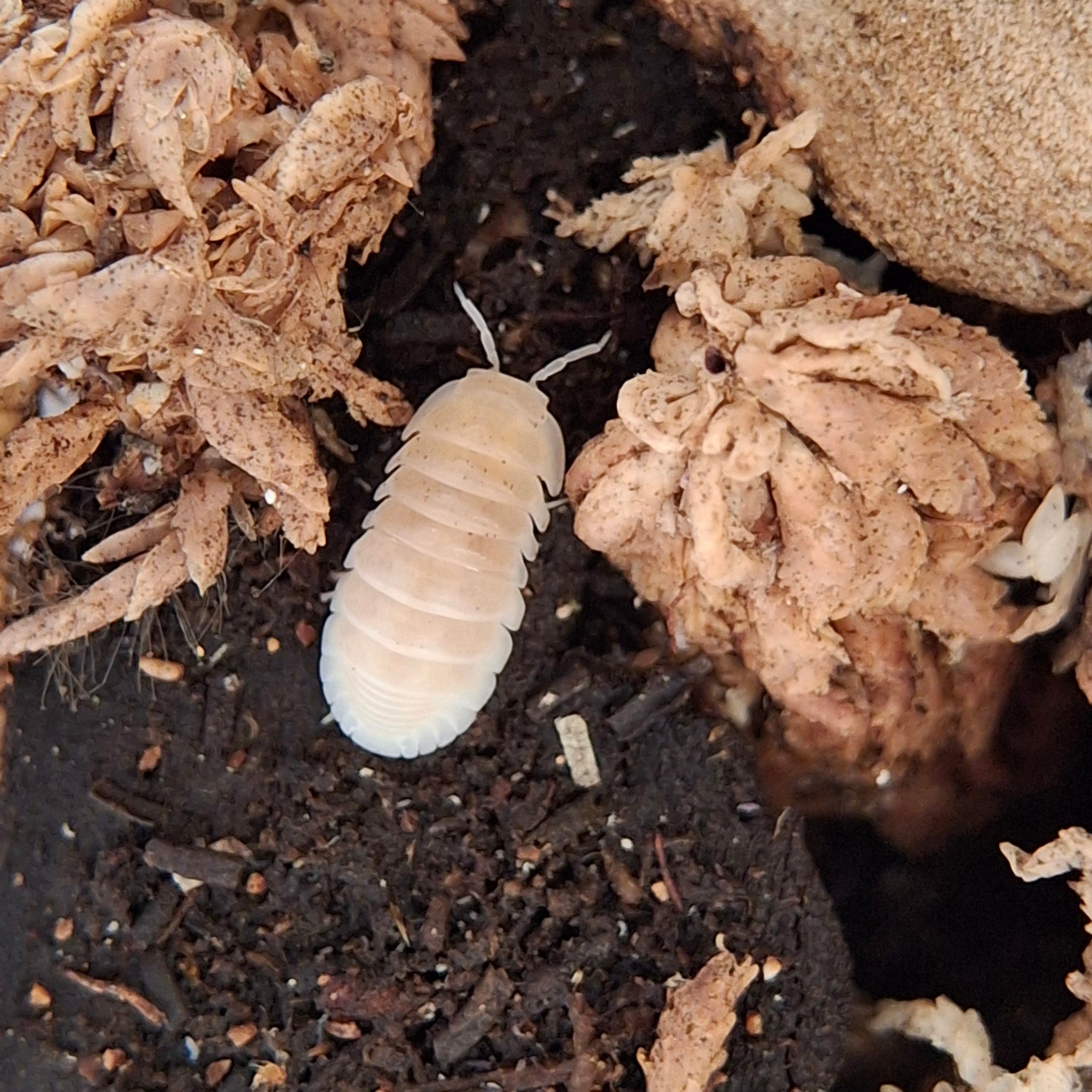 Cubaris Murina sp. 'Glacier' Isopod