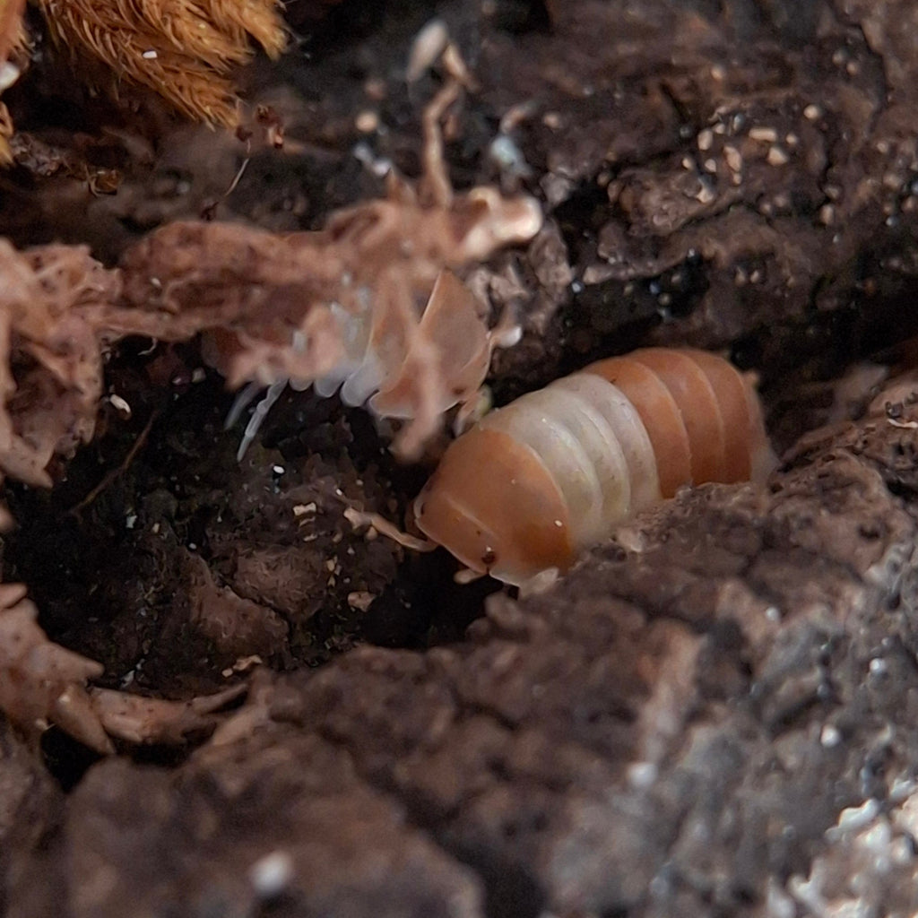 Cubaris sp. 'Panda King Orange' Isopod