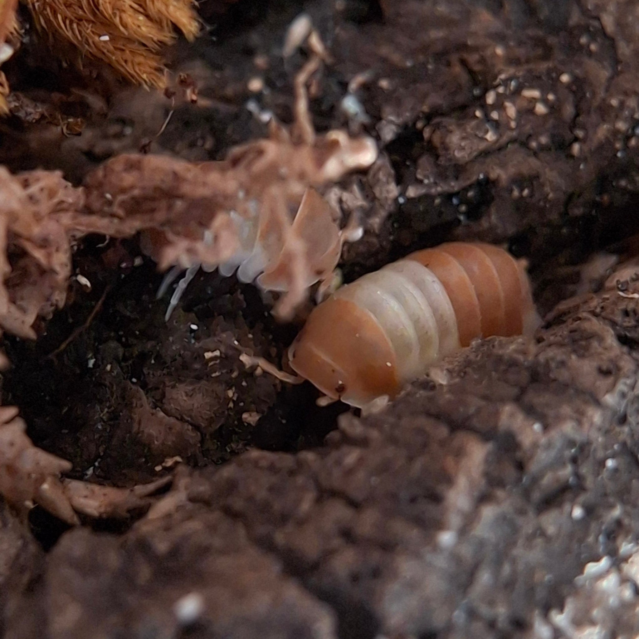 Cubaris sp. 'Panda King Orange' Isopod