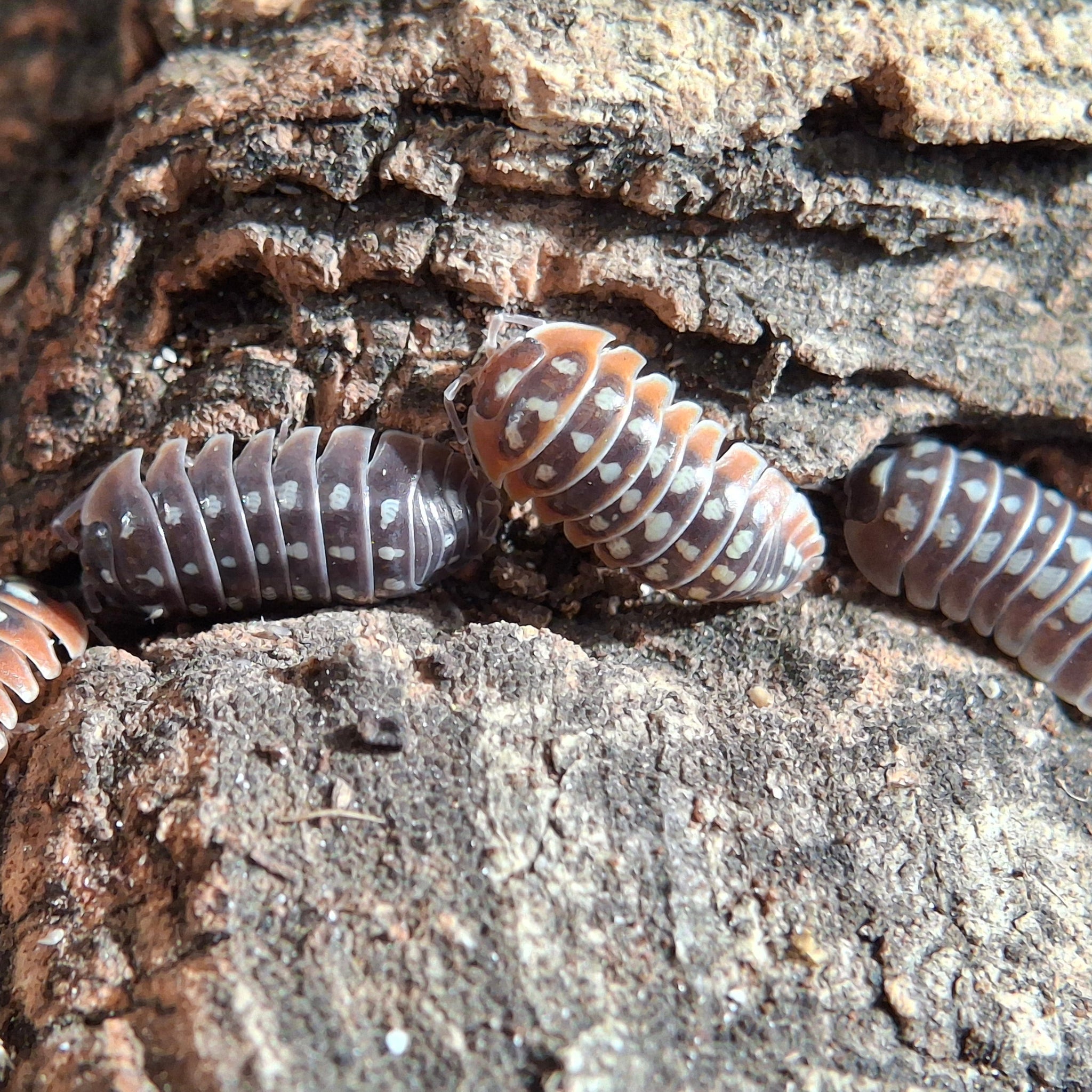 Armadillidium Klugii 'Slano Clown' Isopods