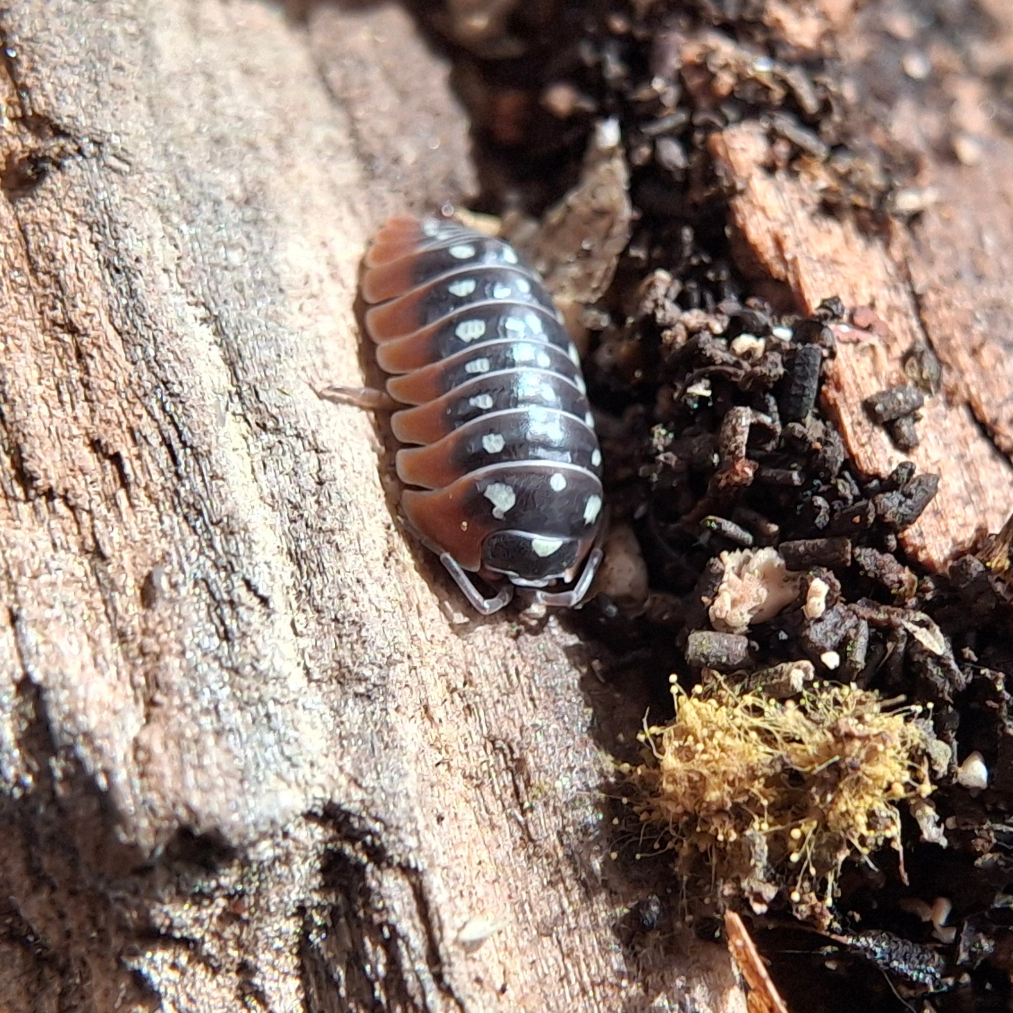 Armadillidium Klugii 'Slano Clown' Isopods