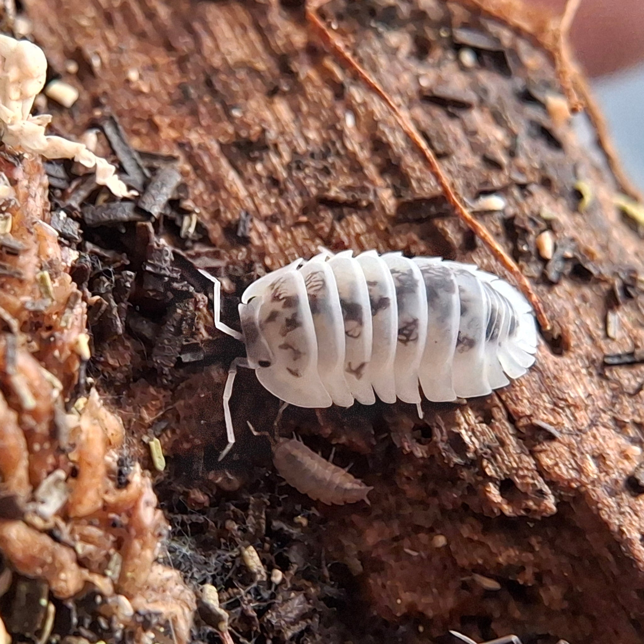 Nesodillo arcangelii 'Shiro Utsuri' Isopod