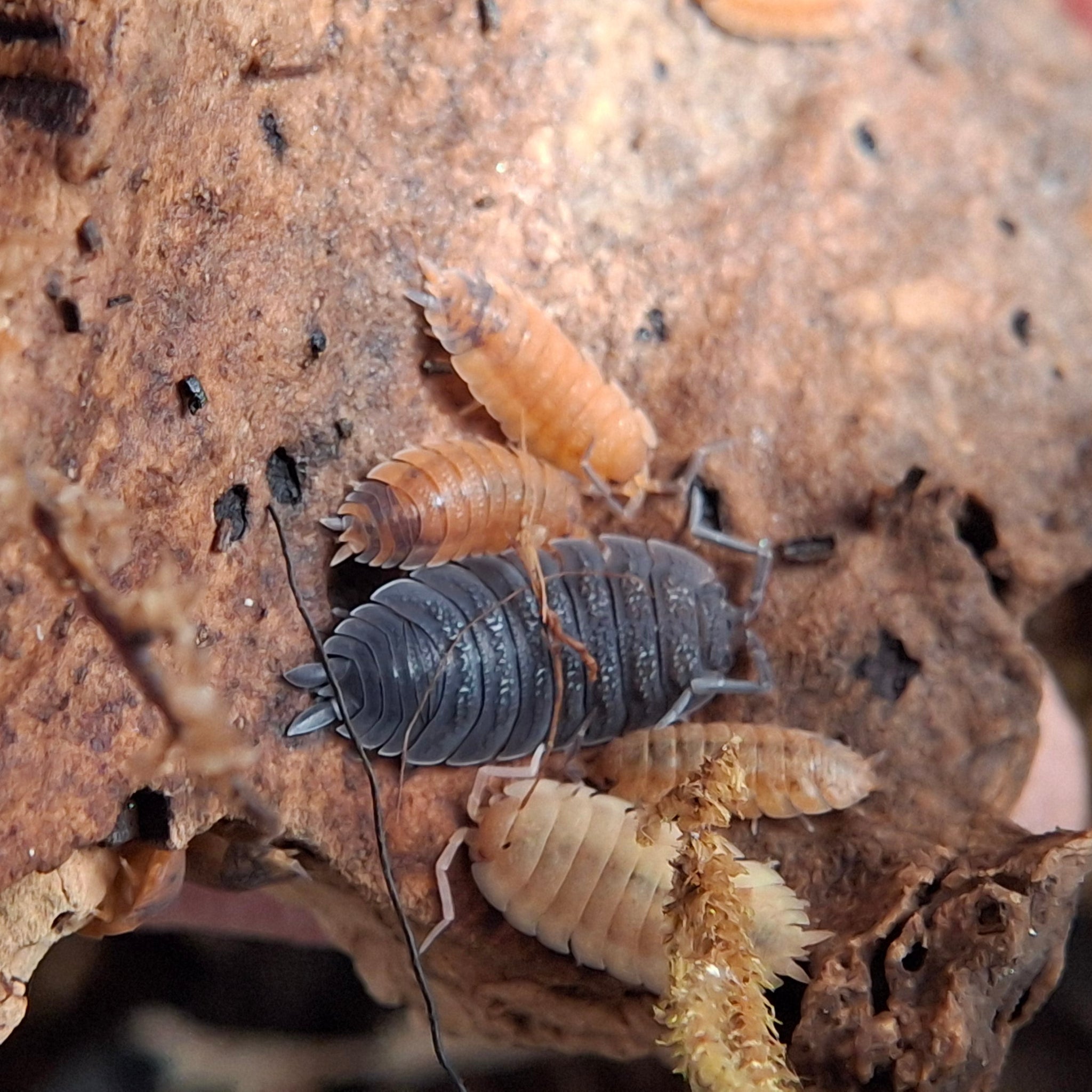 Porcellio Scaber 'Lava Morph' Isopod