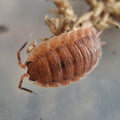 Porcellio Scaber 'Lava Morph' Isopod