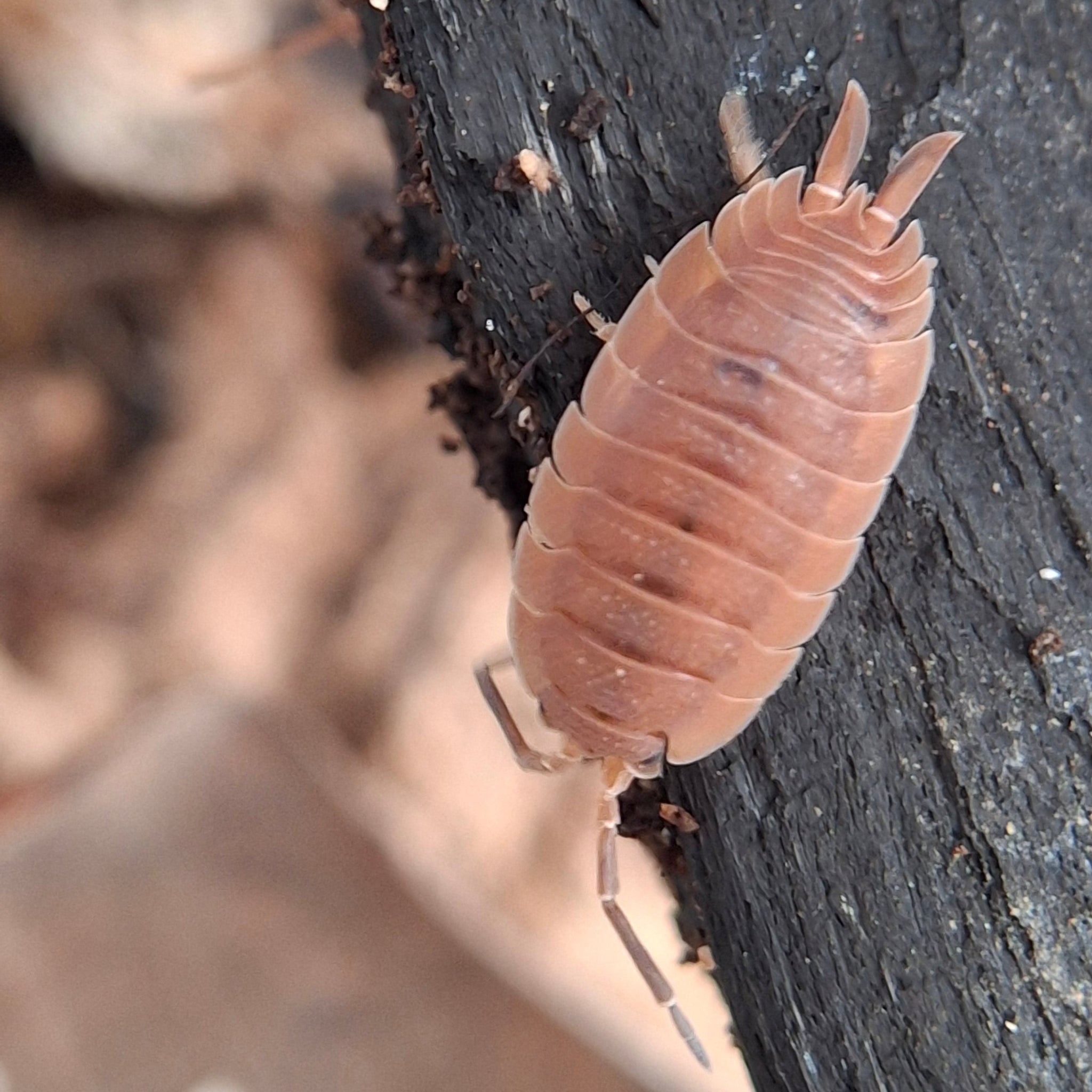 Porcellio Scaber 'Lava Morph' Isopod