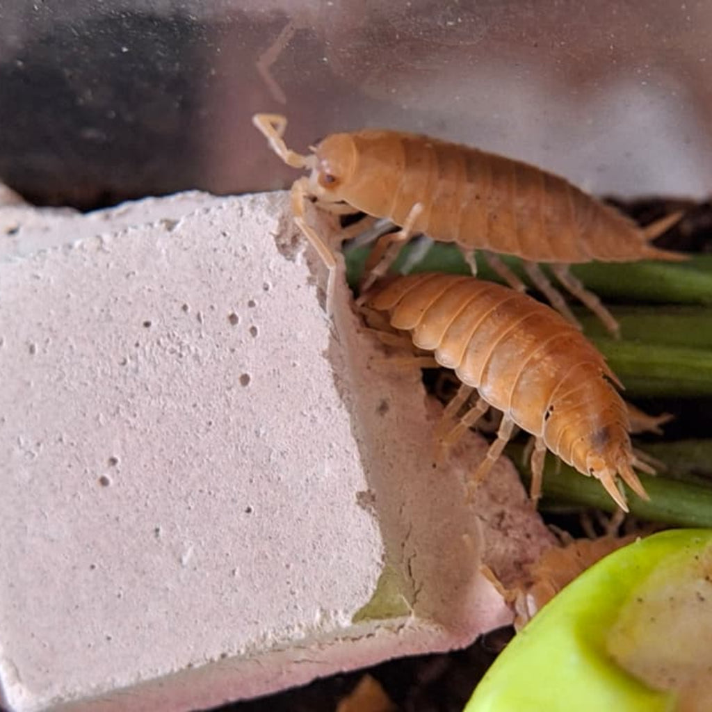 A close-up of porcellio laevis orange isopods eating beetroot calcium carbonate bar on green plant stems next to a apple.