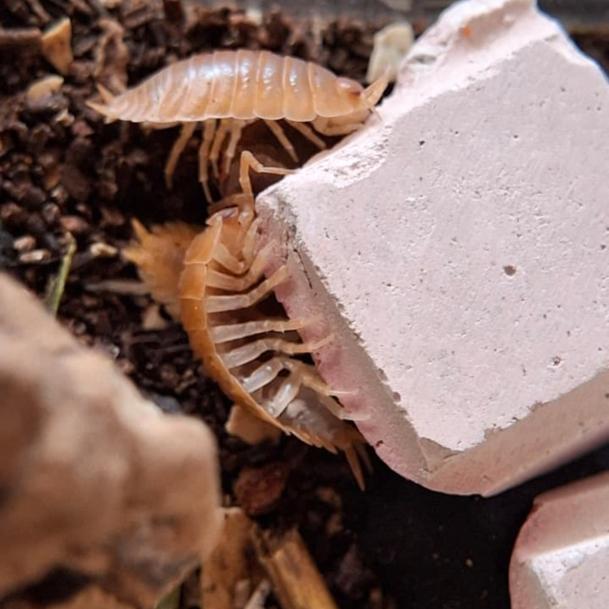A close-up view of two porcellio laevis orange isopods eating beetroot calcium carbonate bar inside a terrarium with soil and wood chips.