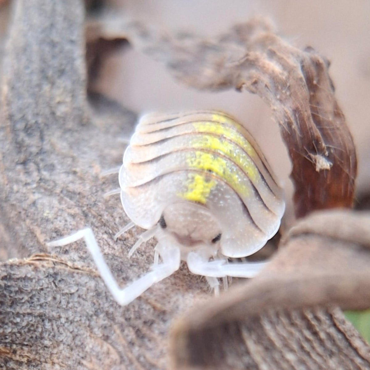 A close up of a juvenile Porcellio Bollivari (Yellow Ghost). It antennae are transparent white and it has black eyes. Its' shell is pale brown with a striking stripe of yellow down the middle.