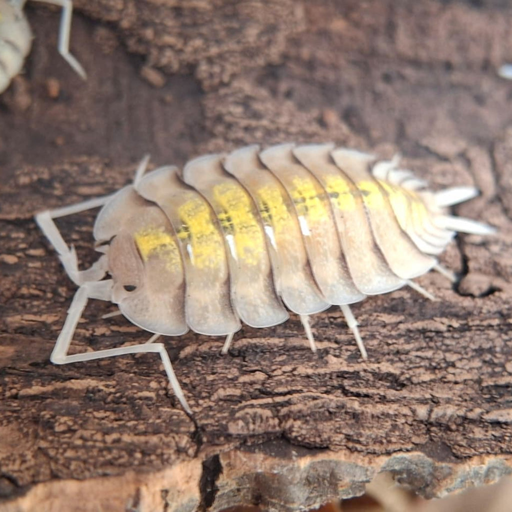 A beautiful closeup of a pale grey Porcellio Bolivari isopod, with striking bright yellow splashes down its' back.