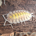 A beautiful closeup of a pale grey Porcellio Bolivari isopod, with striking bright yellow splashes down its' back.