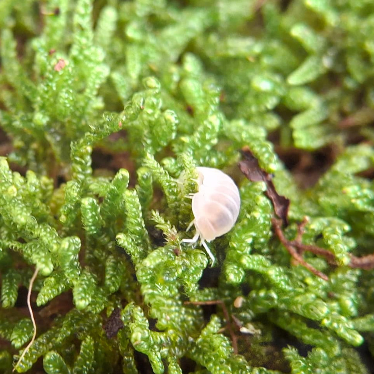 A small, translucent white Glacier isopod is emerging from some vividly green moss