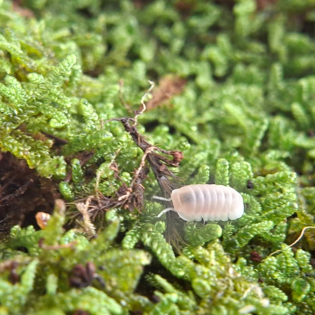 A white and translucent, small perfectly formed Glacier isopod walks across some vividly green grass.