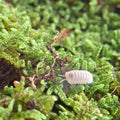 A white and translucent, small perfectly formed Glacier isopod walks across some vividly green grass.