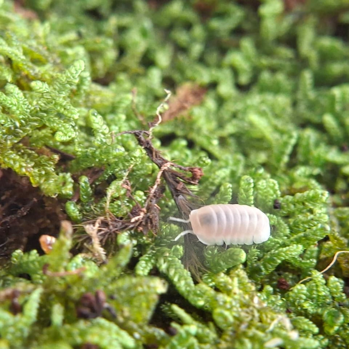 A white and translucent, small perfectly formed Glacier isopod walks across some vividly green grass.