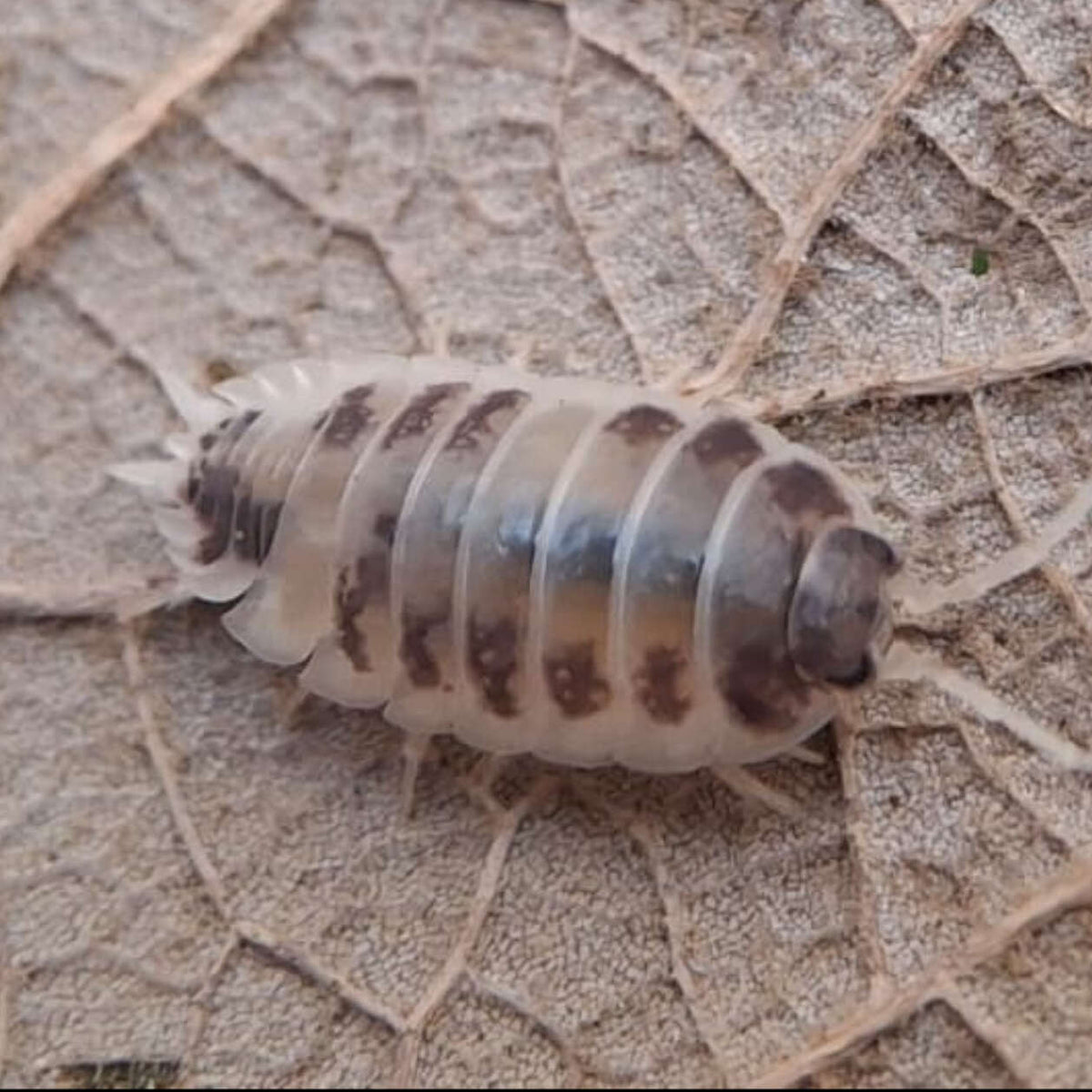 A Dairy Cow (Porcellio Laevis) isopod is walking on the back of an oak leaf. It is white with back patches.