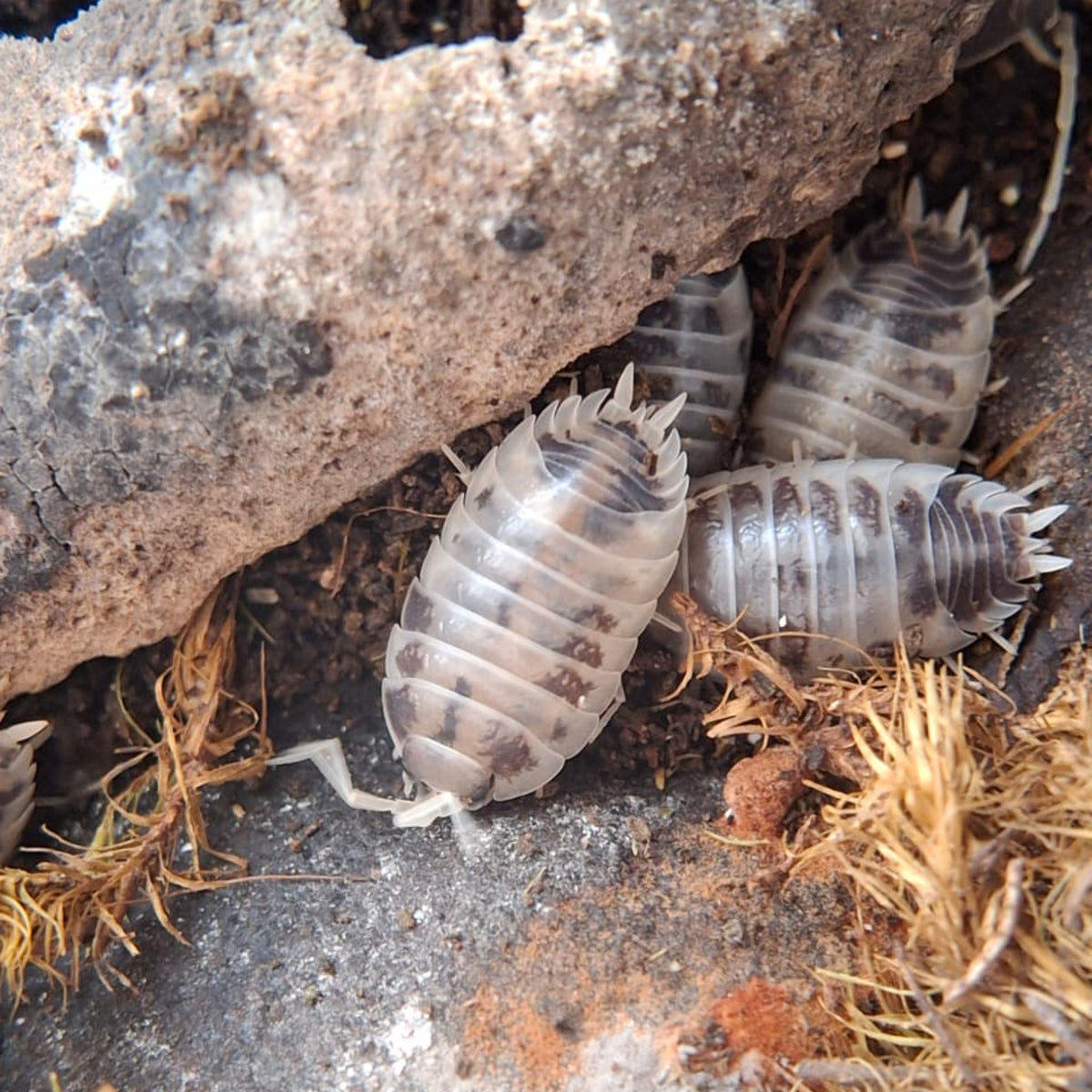 Four Porcellio Laevis Dairy cows under some bark. There is a closeup of one which is mottled white and black. 
