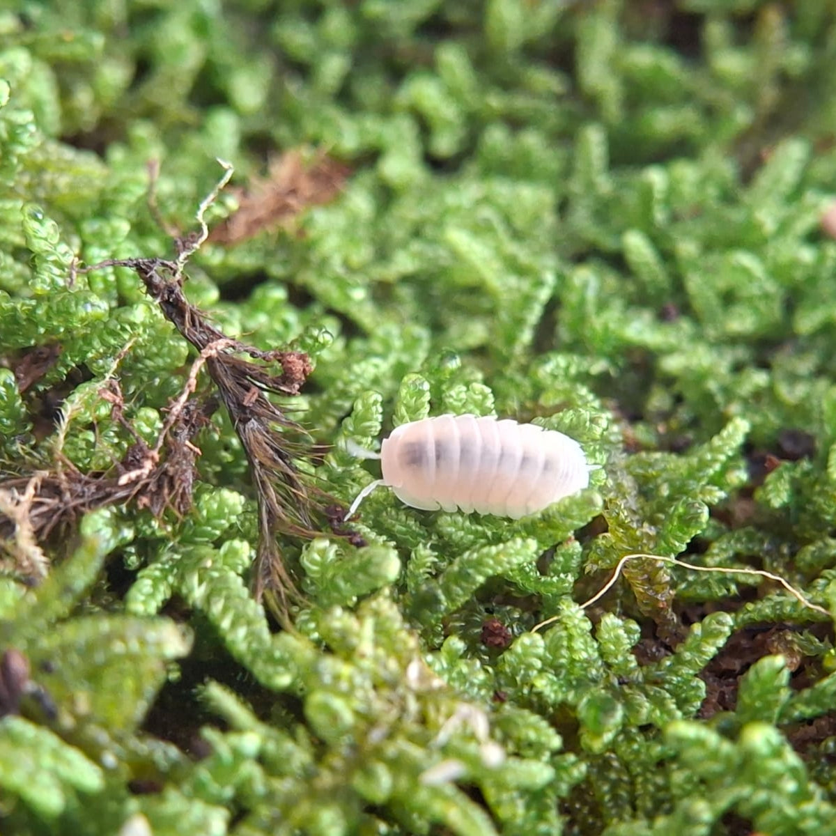 A Glacier (Cubaris Murina) isopod walking on some bright green moss. The isopod is totally white