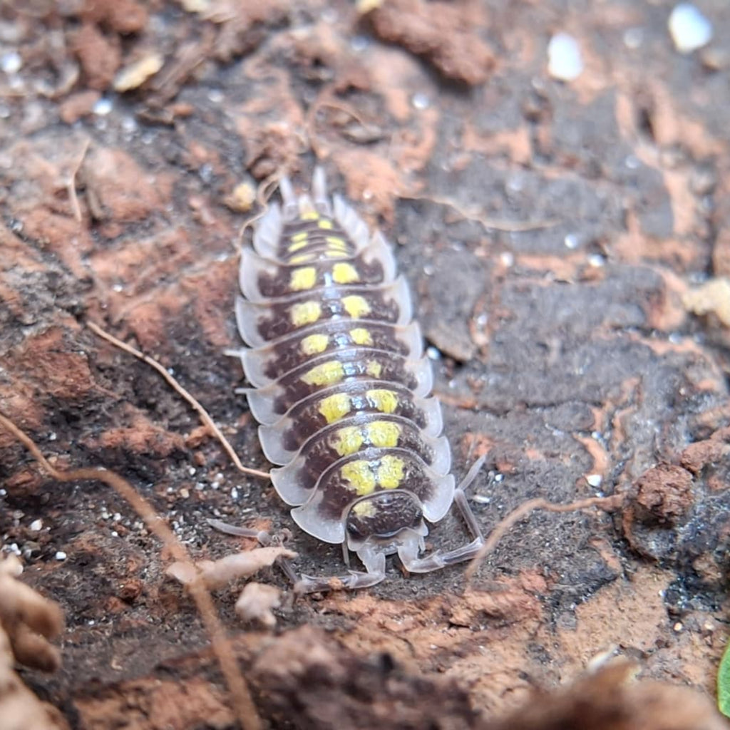 A closeup of a Porcellio Haasi (High Yellow) isopod. The isopod is light grey and dark brown with yellow spots running down its' back. It is sitting on wood. 