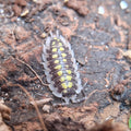 A closeup of a Porcellio Haasi (High Yellow) isopod. The isopod is light grey and dark brown with yellow spots running down its' back. It is sitting on wood. 