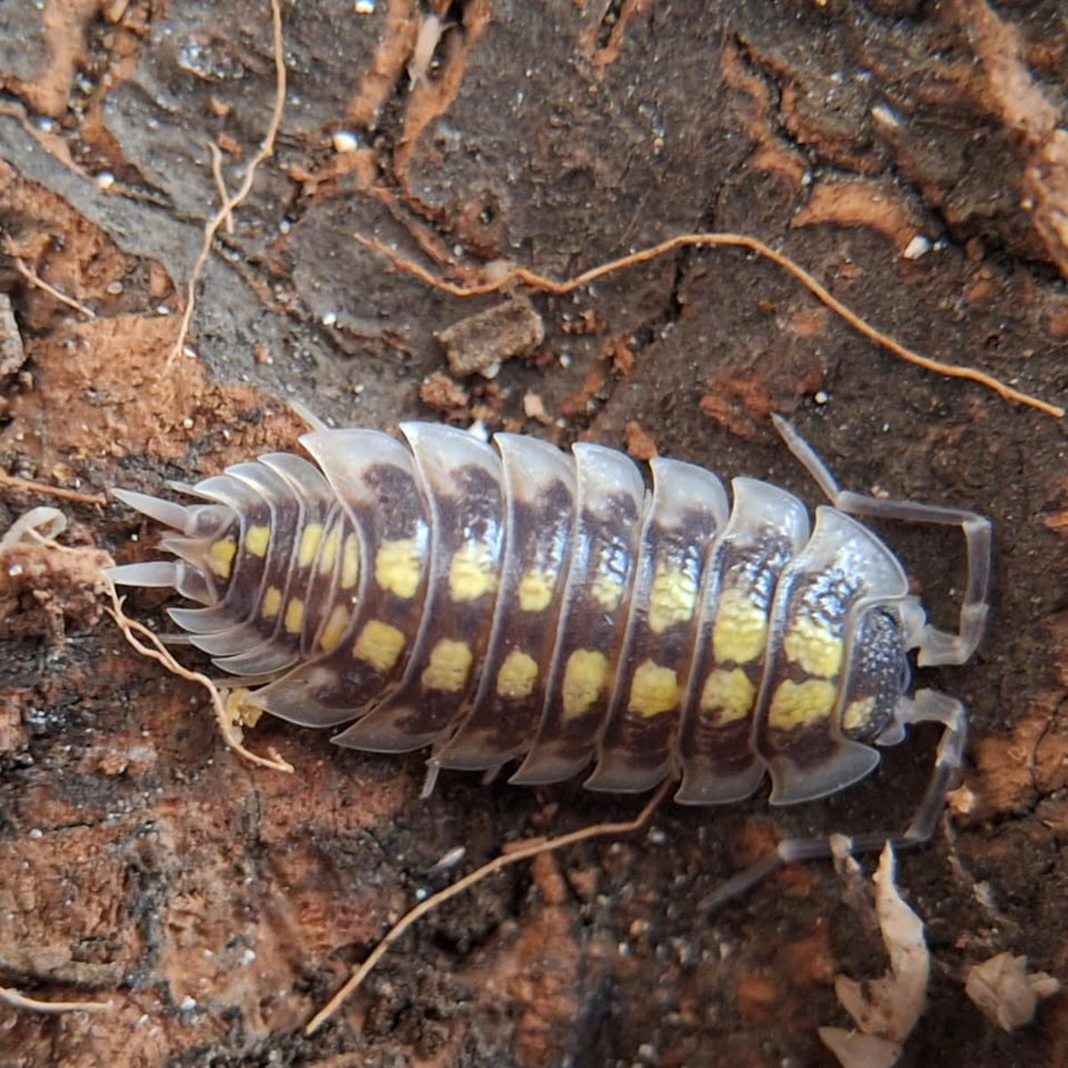 A closeup of a Porcellio Haasi (High Yellow) isopod. The isopod is light grey and dark brown with yellow spots running down its' back.