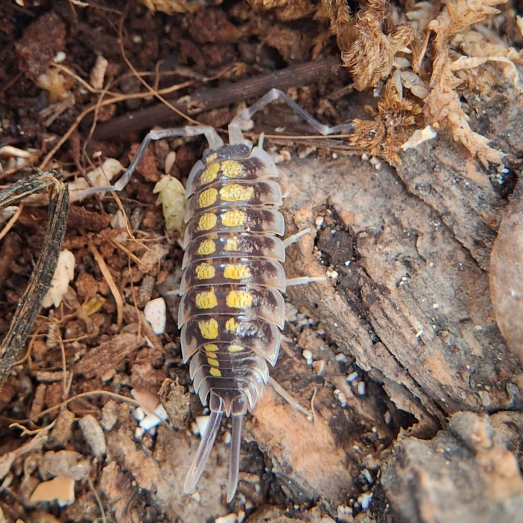 A close up of a large male High Yellow isopod. Its legs and skirt are light grey, moving to a dark brown with yellow spots.  This male isopod has long uropods.