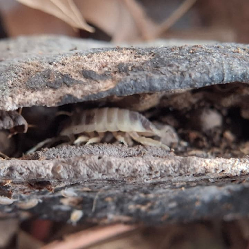 A close-up shot of a partially eaten Illawarra pod, occupied by porcellio laevis Dairy cow isopods and mancae babies, resting on a bed of dry brown leaves.