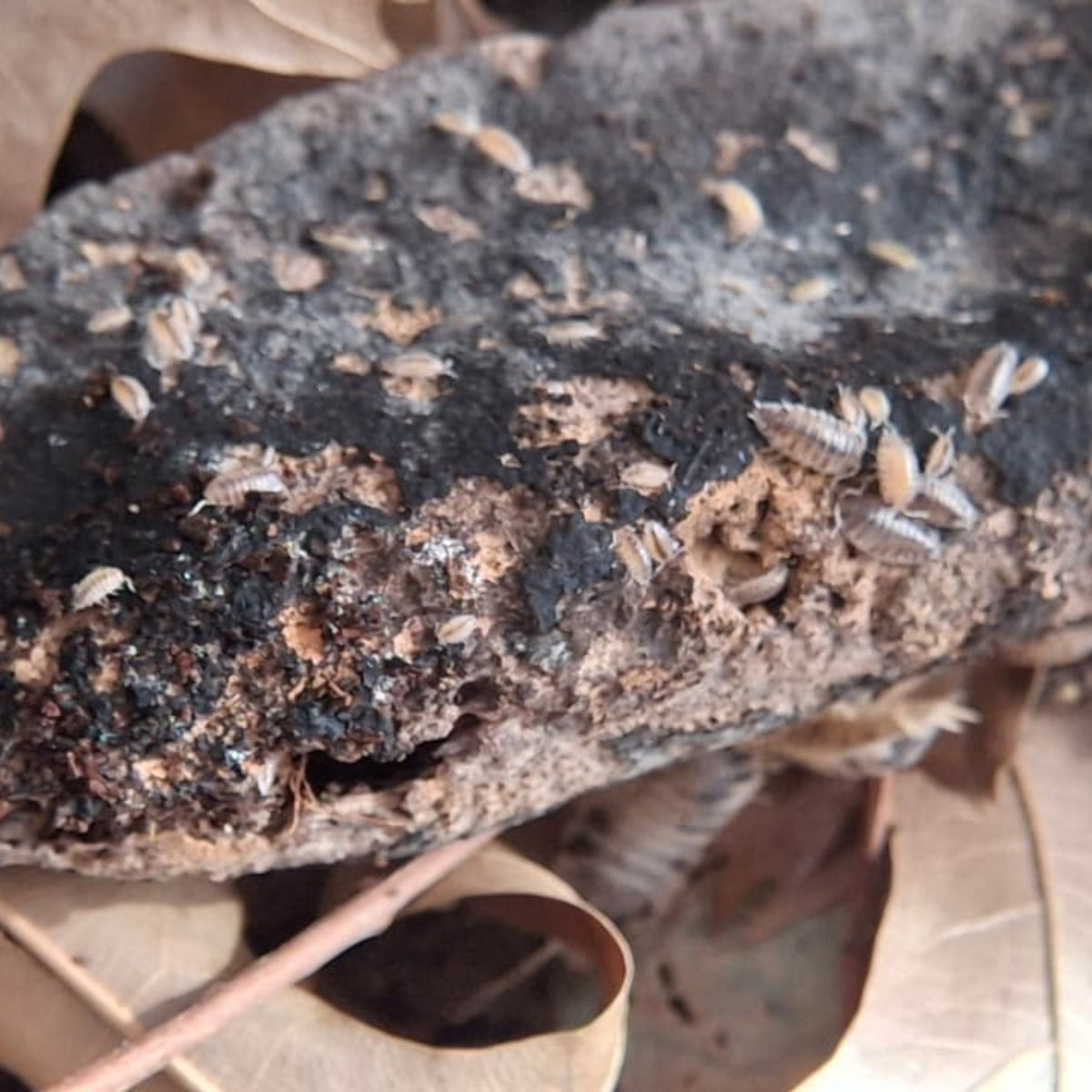 A close-up shot of a partially eaten Illawarra pod, heavily covered with porcellio laevis Dairy cow mancae babies, resting on a bed of dry brown leaves.