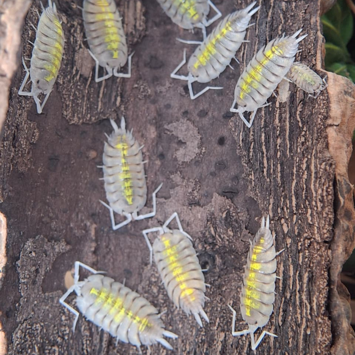 Nine, pale grey and bright yellow, juvenile Bavari Yellow ghosts are grouped together on some bark. There is one much smaller juvenile on the right.