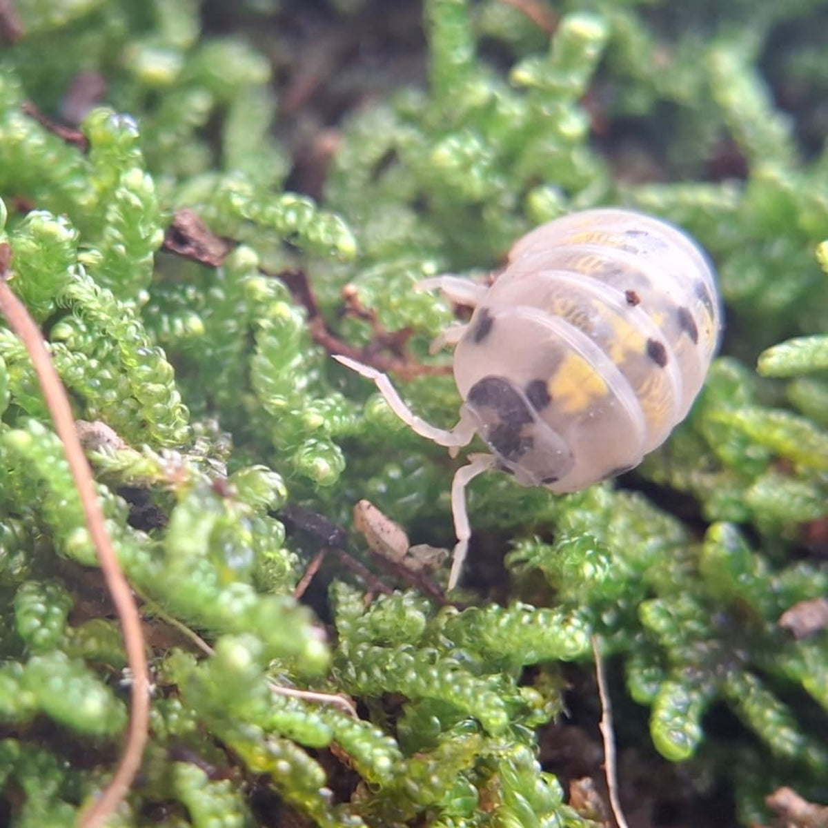 A translucent white, black and yellow Magic Potion isopodclimbs out of some vividly green moss.