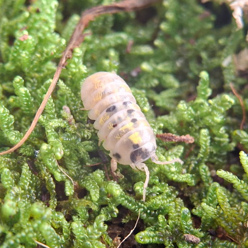 A translucent white, black and yellow Magic Potion isopod is walking on some vividly green moss.