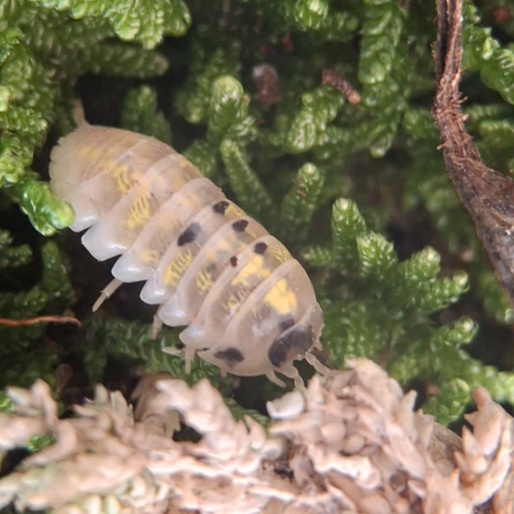 A glittering translucent white, black and yellow Magic Potion isopod climbing on some moss.