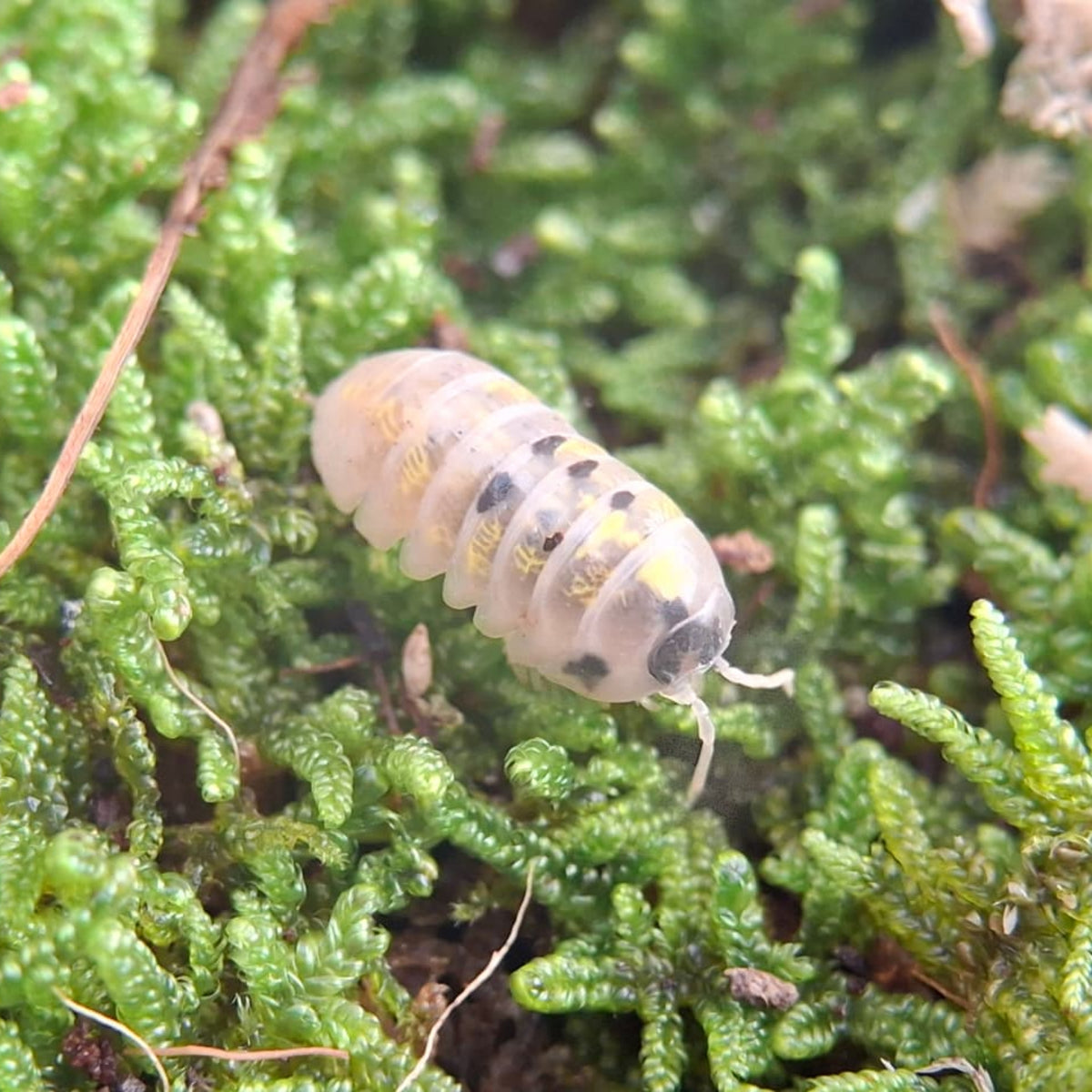 A translucent white, ywllow and black isopod is crawling over some vividly green moss. Its shell is glinting in the sunlight, showing its' beautiful yellow markings. 