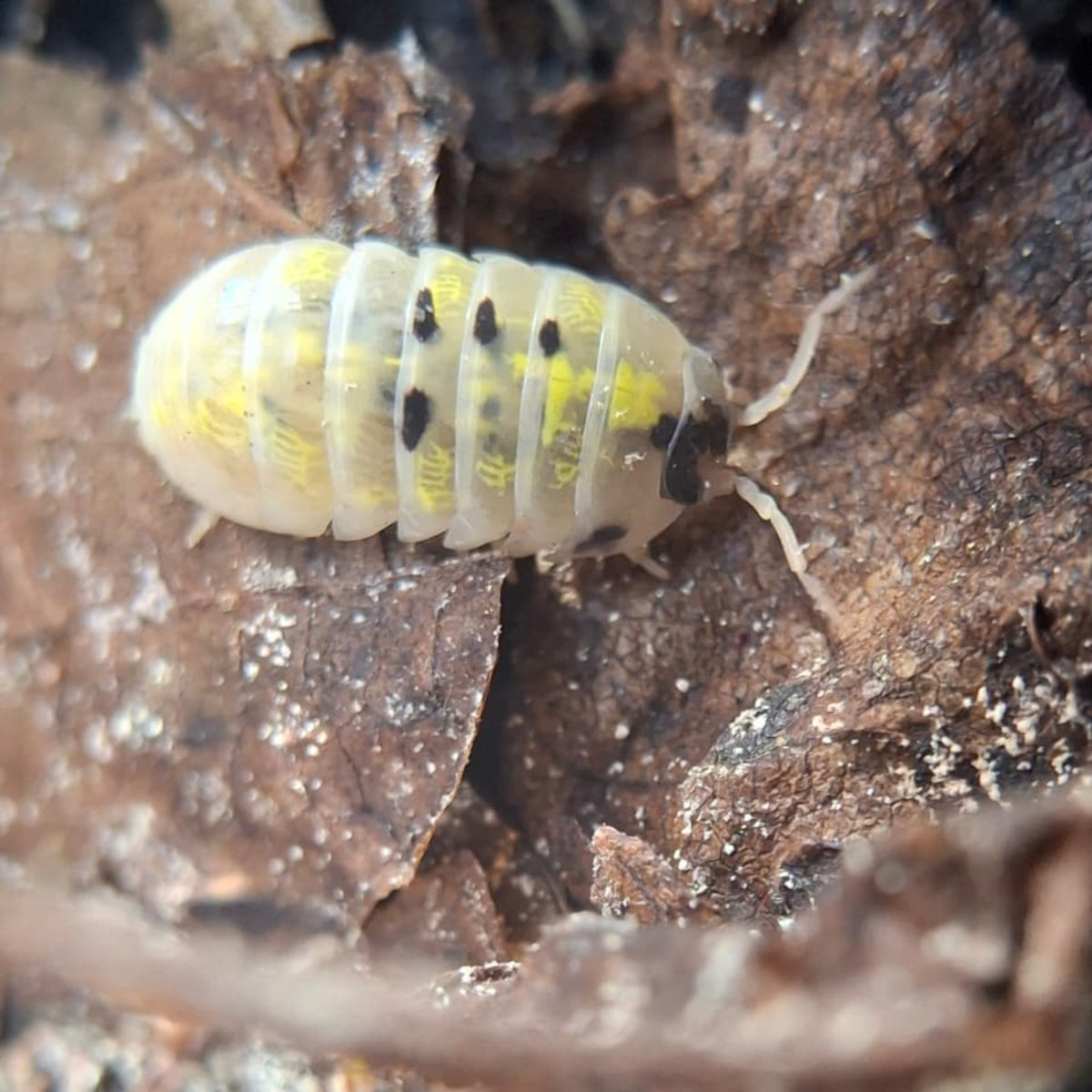 A translucent white, yellow and black Magic Potion isopod climbing on some decaying wood. There are beautiful swirls of yellow in its shell.