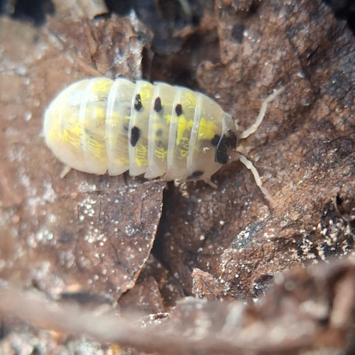 A translucent white, yellow and black Magic Potion isopod climbing on some decaying wood. There are beautiful swirls of yellow in its shell.