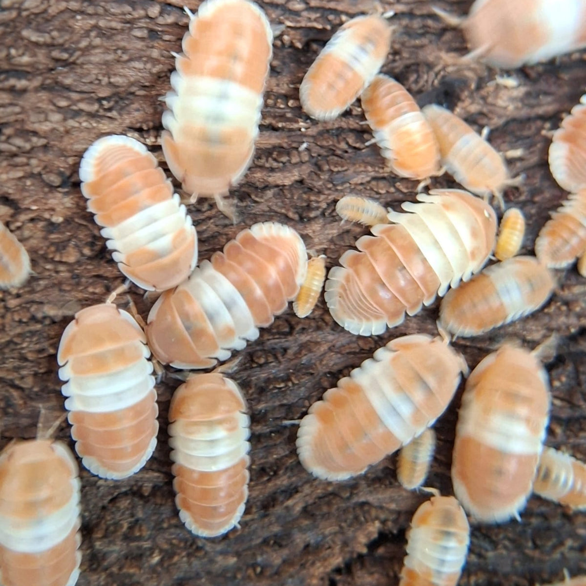 A cluster of Orange panda kings on some wood. There are adults and juveniles. They are all coloured orange and white.