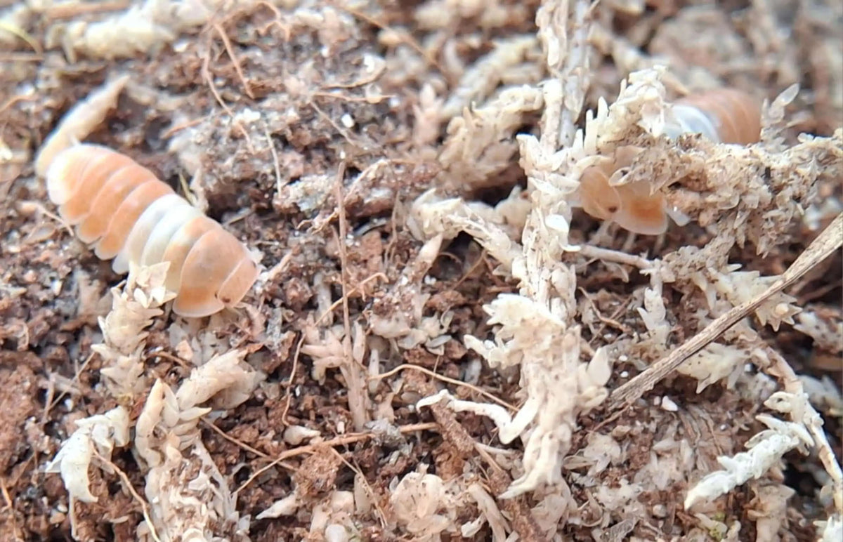 A close up view of two orange panda king isopods in moss