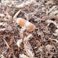 A close up of an Orange Panda King Isopod. It is yellow and white and walking on moss