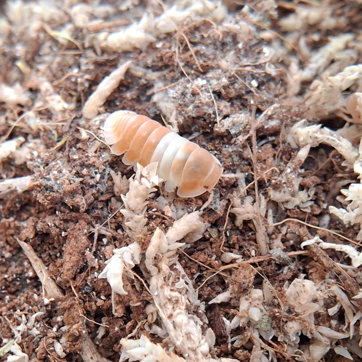 A close up of an Orange Panda King Isopod. It is yellow and white and walking on moss