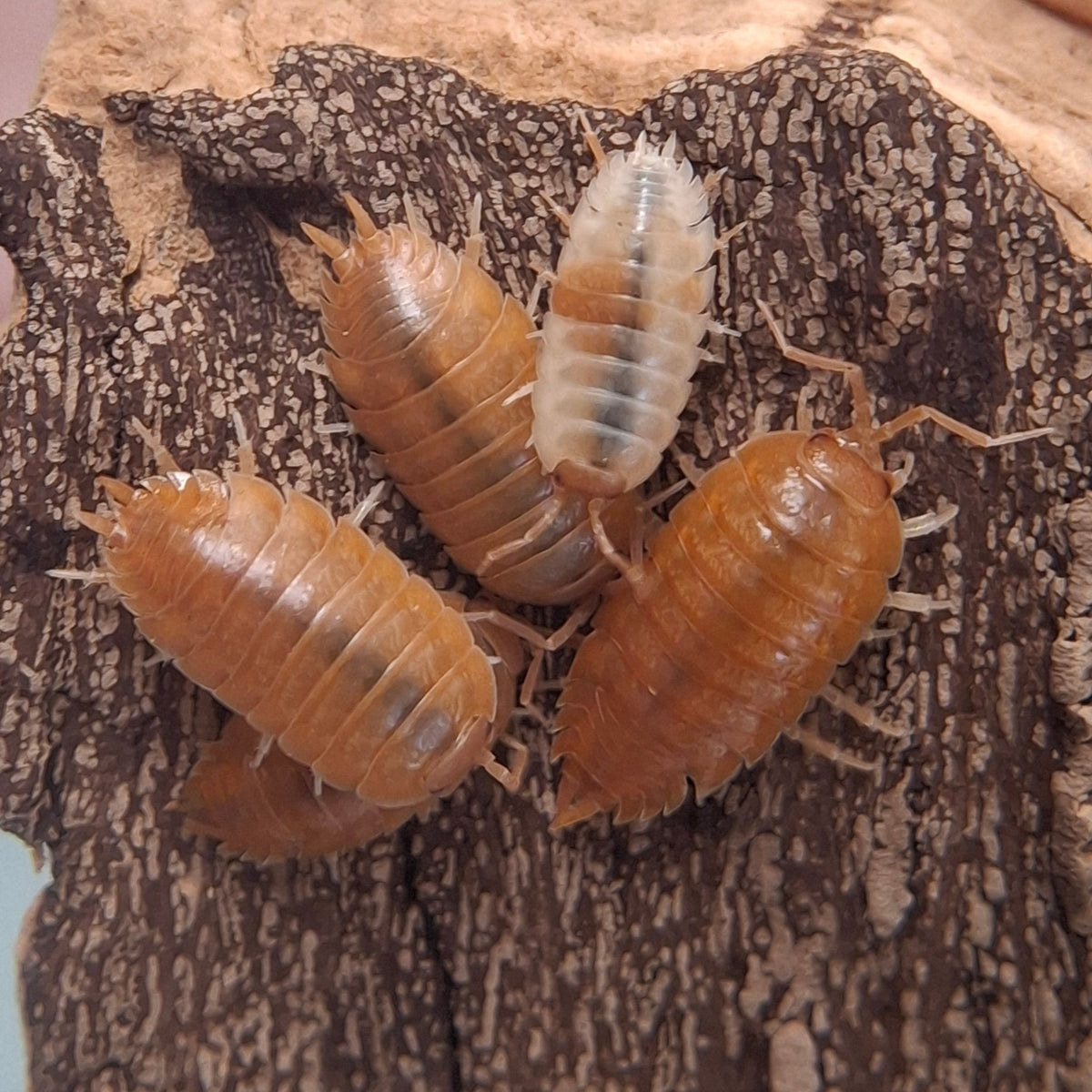 Porcellio Laevis 'Orange'