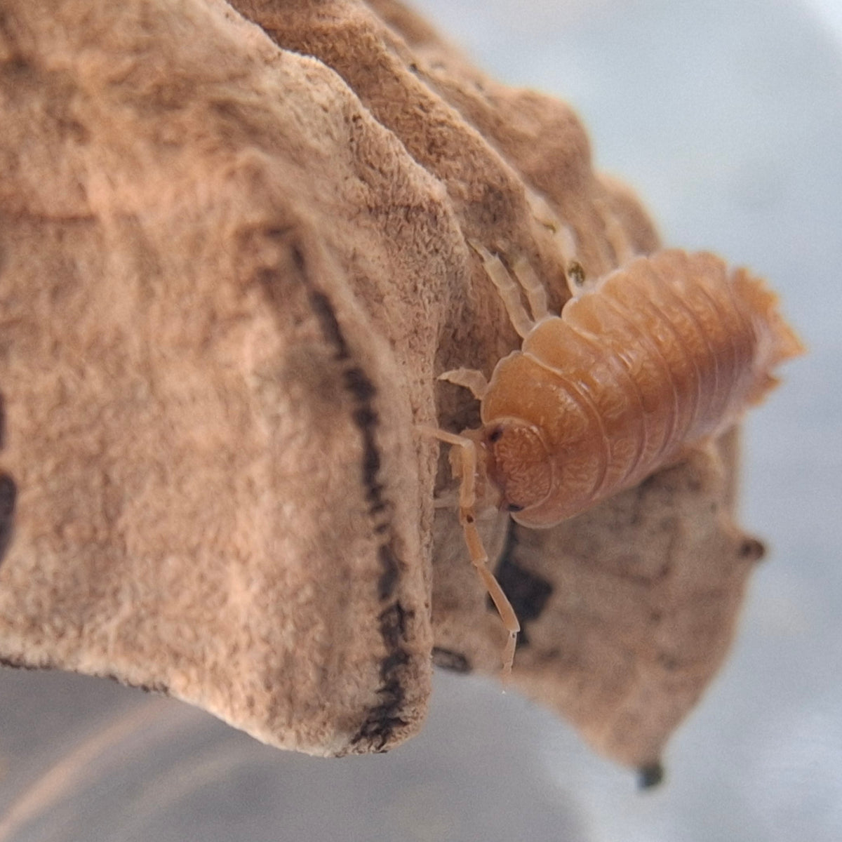 Porcellio Laevis 'Orange'