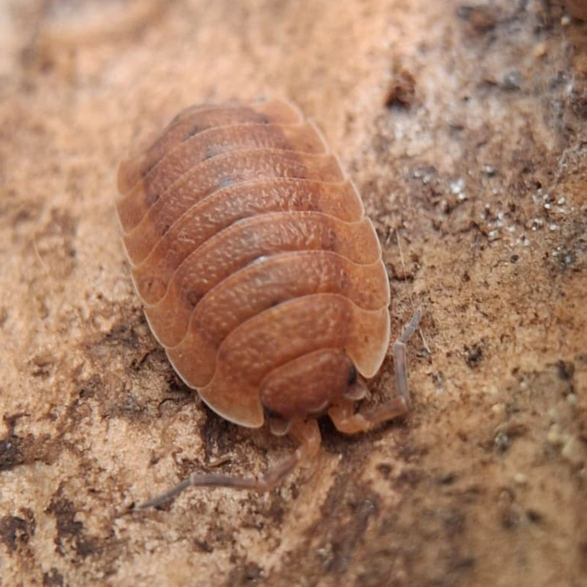 Porcellio Scaber 'Lava Morph'