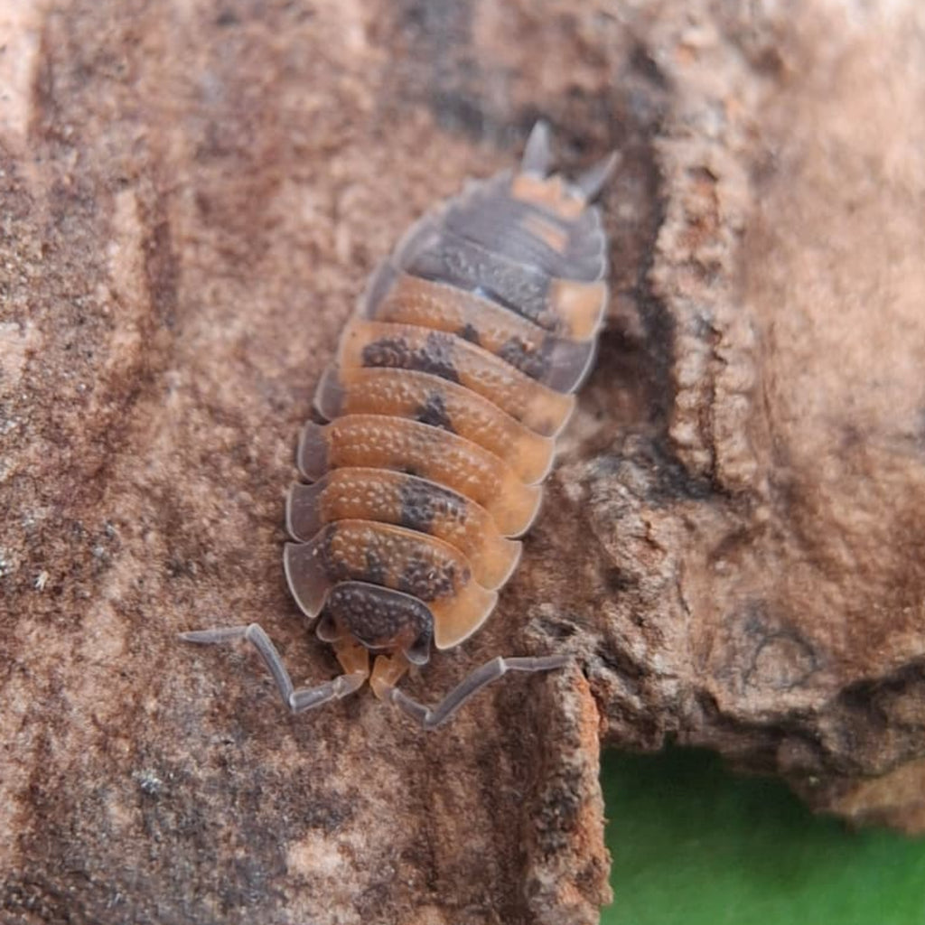 Porcellio Scaber 'Lava Morph'