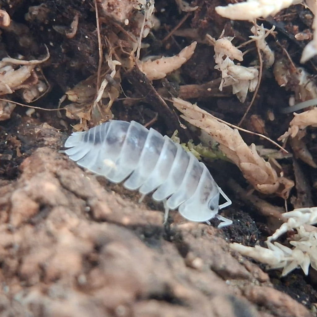 A closeup of a Shiro Utsuri isopod.It is white with black marking on it. It has white antennae and black eyes. It is walking on some wood with moss in the background