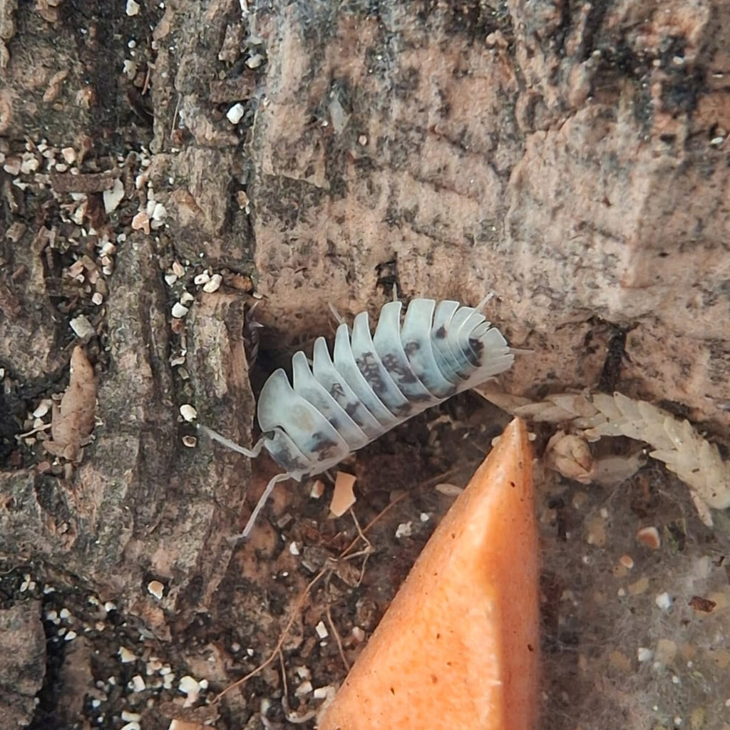 A Shiru Utsuri isopod if ckimbing down some wood. it is white with black mottled patches. It's segments are very defined and it has a "skirt".
